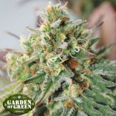 Garden of Green Seeds Critical XXL AUTO