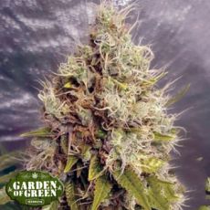Garden of Green Seeds Kush Mass AUTO