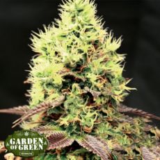 Garden of Green Seeds Kush n Cookies CBD attitude