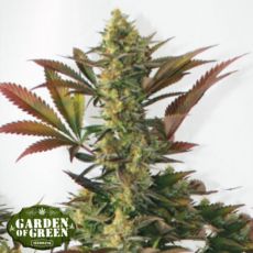 Garden of Green Seeds Larrys Lemon OG