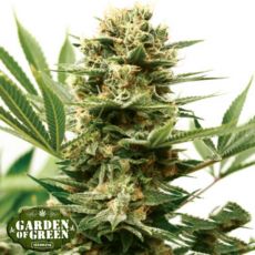 Garden of Green Seeds Mass Shooter AUTO