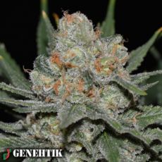 Genehtik Seeds Nevil Bilbo AUTO