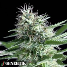 Genehtik Seeds OG Lemon Bilbo