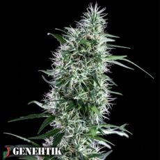 Genehtik Seeds Santa Bilbo