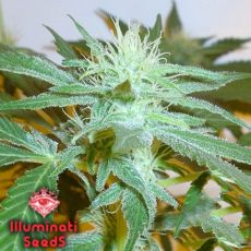 Illuminati Seeds Goya