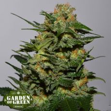 Garden of Green Seeds Green Crack