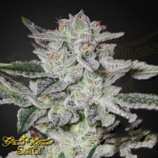 Green House Seeds Sweet Valley Kush