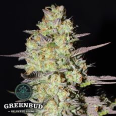Greenbud Seeds Loveless