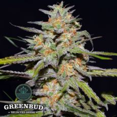 Greenbud Seeds Spitfire