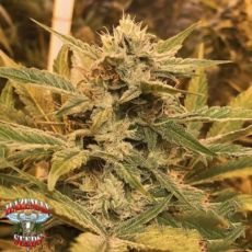 Hazeman Seeds HeadChez