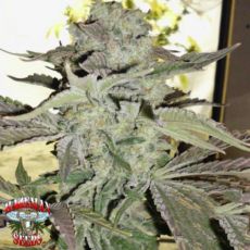 Hazeman Seeds Grape 13