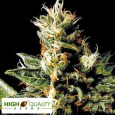 High Quality Seeds Northern Pride