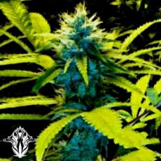 Holy Smoke Seeds Mozambique Poison