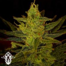 Holy Smoke Seeds Zambezi