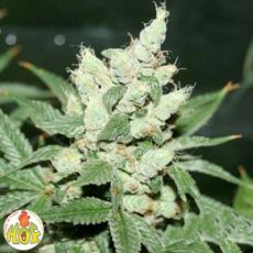 House of Funk Genetics Snow Diesel