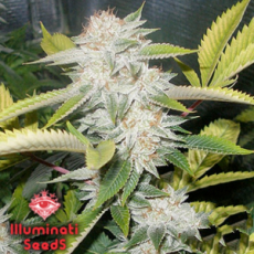 Illuminati Seeds Immortal OG