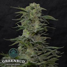 Greenbud Seeds JawBreaker 47