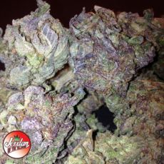 Jordan Of The Islands Seeds The Purp