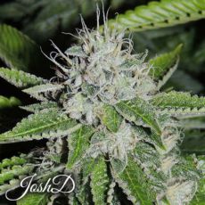 Josh D Seeds Josh D OG