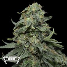 Kalashnikov Seeds Kabul Express