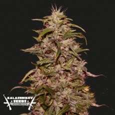 Kalashnikov Seeds Big Altai Sativa Express