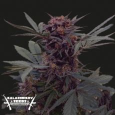 Kalashnikov Seeds Black Babushka AUTO