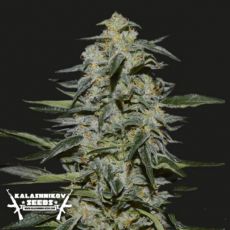 Kalashnikov Seeds Katyusha