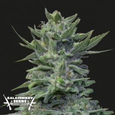 Kalashnikov Seeds Lavanda Cream