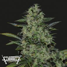 Kalashnikov Seeds Power Russian