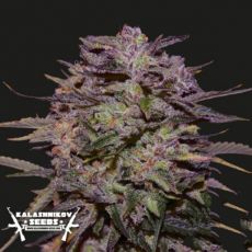 Kalashnikov Seeds Purple Russian Express