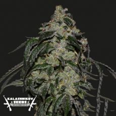 Kalashnikov Seeds Soyuz OG Express