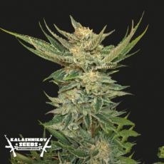 Kalashnikov Seeds Vodka Lemon