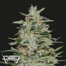 Kalashnikov Seeds White Russian OG
