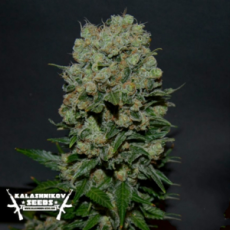 Kalashnikov Seeds Kalashnikov Express