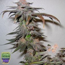 GrandDaddy Purple Seeds Kendawg