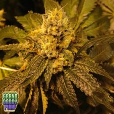 GrandDaddy Purple Seeds Kens Grand OG