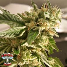 Hazeman Seeds Killer Queen x Blowfish AKA KQB