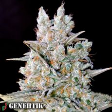 Genehtik Seeds Kritikal Bilbo AUTO