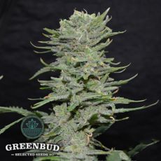 Greenbud Seeds Lemon Pie