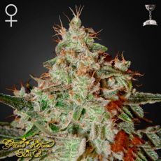 Green House Seeds Lemon Skunk