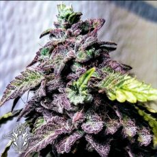 Holy Smoke Seeds London Cookies