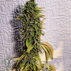 Holy Smoke Seeds London OG