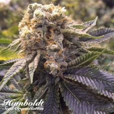 Humboldt Seed Organization Lost Coast Hashplant