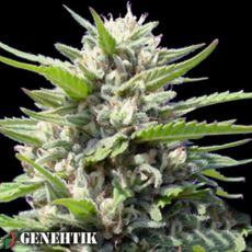Genehtik Seeds Northern Lights AUTO