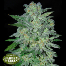 Garden of Green Seeds Northern Lights