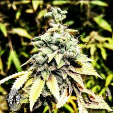 Holy Smoke Seeds OG Dawg Stomper