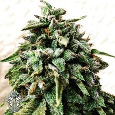 Holy Smoke Seeds OG Strawberry Star Killer