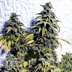 Holy Smoke Seeds OG Upsetter