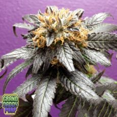 GrandDaddy Purple Seeds Phantom Cookies