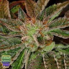 GrandDaddy Purple Seeds Phantom Kush